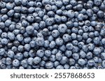 Fresh blueberry background texture. Close up.