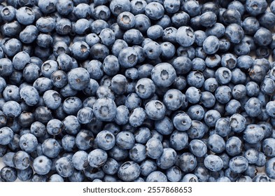 Fresh blueberry background texture. Close up.