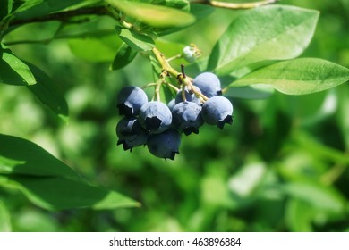 Fresh Blueberry On The Tree