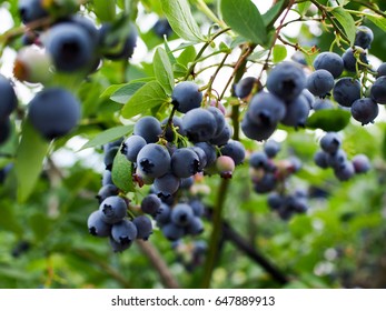 Fresh Blueberry On Tree 