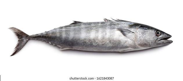 Fresh Bonito Fish Isolated On White Background