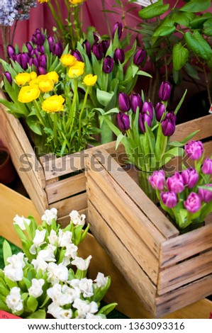 Fresh bouquet of tulips
