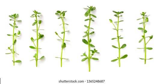 fresh brahmi herb isolated on white background, top view