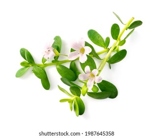 1,475 Brahmi Leaves Images, Stock Photos & Vectors | Shutterstock