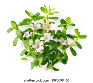 fresh brahmi leaves and flowers isolated on white background, top view