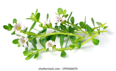 Fresh Brahmi Leaves Flowers Isolated On Stock Photo 1994506070 ...