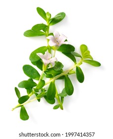 fresh brahmi leaves and flowers isolated on white background, top view