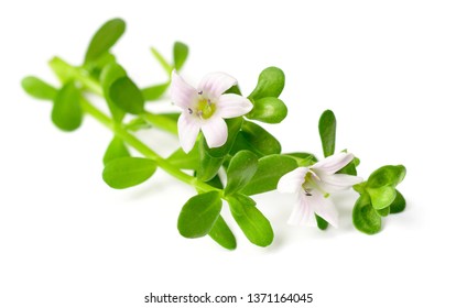 fresh brahmi twigs with flowers isolated on white background