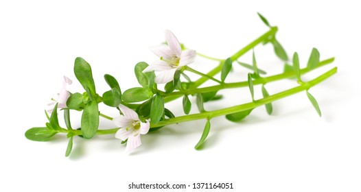 fresh brahmi twigs with flowers isolated on white background