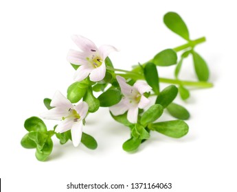 frische Brahmi-Zweige mit Blumen einzeln auf weißem Hintergrund