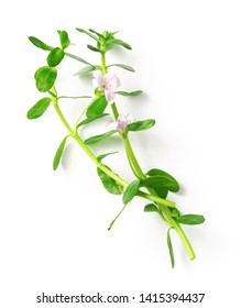 fresh brahmi twigs with flowers isolated on white background, top view
