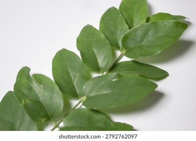 Fresh branch displaying developing flower buds.