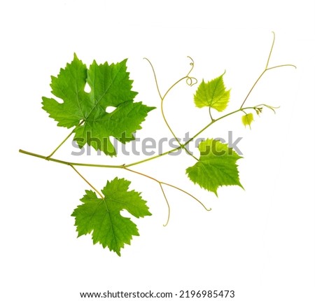 Fresh branch of grape vine on white background