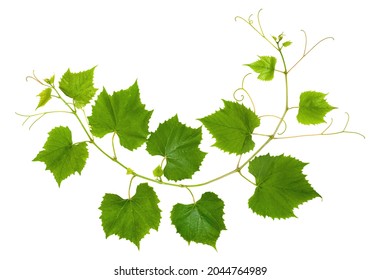 Fresh branch of grape vine tendrils and leaves on white background