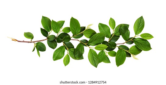 Fresh Branch With Green Leaves Isolated On White Background