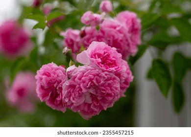 A fresh branch with multiple delicate pale pink roses and buds against a light background growing on a shrub. The fragrant rose petals are pink and white. The green stem is thin.  - Shutterstock ID 2355457215