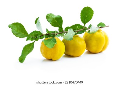 Fresh  branch with quince fruits isolated on white  - Shutterstock ID 2210470449