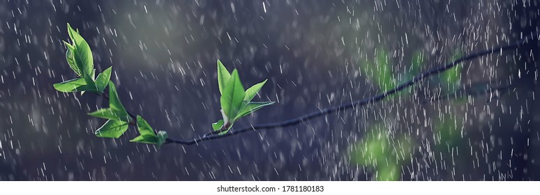 fresh branches of a bud and young leaves with raindrops