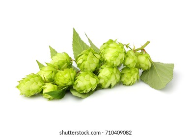 Fresh branches hop with leaves isolated on white background.