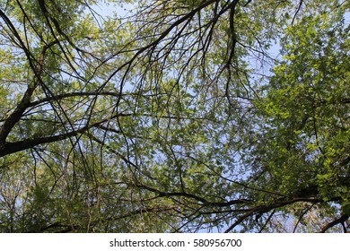fresh branches tree - Shutterstock ID 580956700