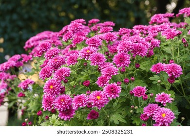 Fresh bright blooming pink chrysanthemums close up bushes planted in line in autumn garden outside in sunny day. Flower background for greeting card, wallpaper, banner, header. - Powered by Shutterstock