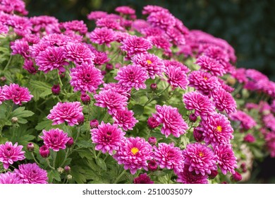 Fresh bright blooming pink chrysanthemums close up bushes planted in line in autumn garden outside in sunny day. Flower background for greeting card, wallpaper, banner, header. - Powered by Shutterstock