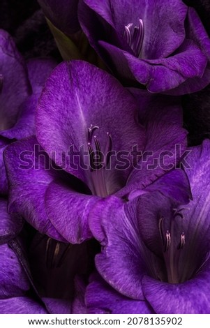 Fresh bright blooming violet flower, close up
