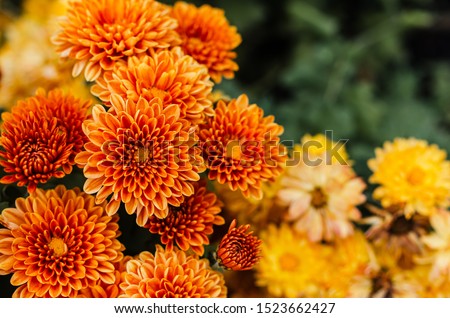 Fresh bright chrysanthemums. Japanese, korean style. Background for a beautiful greeting card. Autumn flowers in the garden. Flowering yellow chrysanthemums