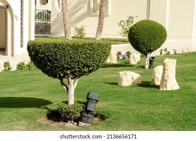 Fresh bright green bushes with vibrant green leaves on well-groomed trimmed lawn growing in summer hotel garden on warm sunny day. Summer tropical recreational vacation resort concept.