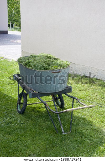 Fresh bright green grass, hay cut in a cart\
in the yard summer sunny day and\
shadows