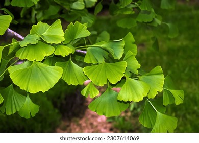 Fresh bright green leaves of ginkgo biloba. Natural leaf texture background. Branches of a ginkgo tree in Nitra in Slovakia. Latin name Ginkgo biloba L.