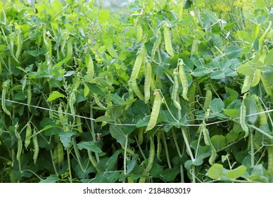 Fresh bright green pea pods on peas in the garden. Growing peas outdoors. The concept of an organic farm.