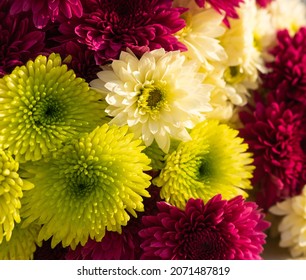 Fresh bright yellow, green and purple chrysanthemums. Background for a beautiful postcard or calendar. Korean, Japanese style. Autumn flowers in the garden. Blooming multicoloured chrysanthemums.