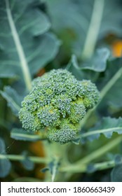 Fresh Broccoli In The Garden