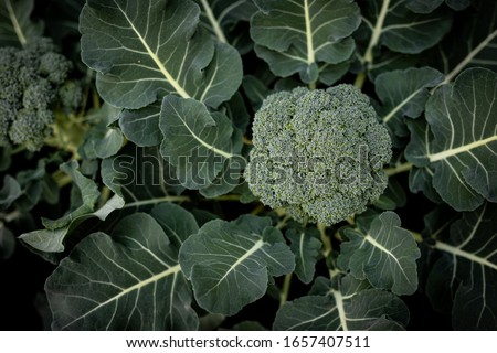 Fresh Broccoli green vibrant. This Broccoli is still planted in the soil and not picked up yet. 
Health, Broccoli, nutrition, green, fresh, vegetarian,