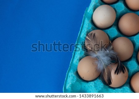 Fresh brown chicken eggs in a protective blue box, chicken feather on top of the egg. close-up