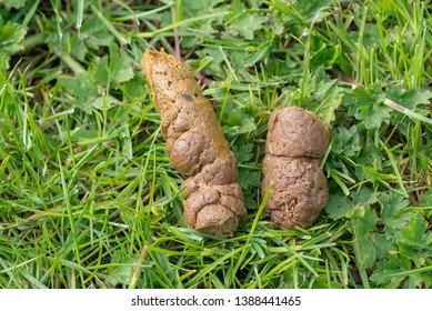 126 Pooper scoopers Images, Stock Photos & Vectors | Shutterstock