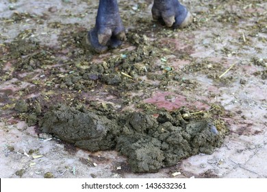 628 Buffalo poop Images, Stock Photos & Vectors | Shutterstock