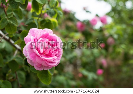 Fresh Bulgarian pink rose on natural background with place for text. Organic natural concept. Tea rose rosebush