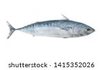 Fresh bullet tuna fish or frigate mackerel isolated on white background, Auxis rochei