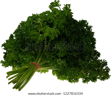 Similar – Image, Stock Photo parsley Parsley