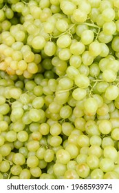 Fresh Bunches Of Muscatel Grapes. Green Grapes.