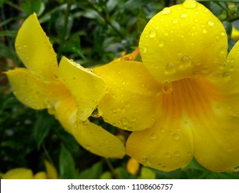 80+ Gambar Bunga Alamanda Terbaik 80+ Gambar Bunga Alamanda Terbaik