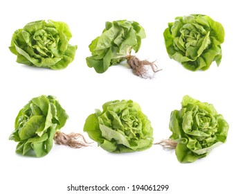 Fresh Butter Head Lettuce Isolated On White Background 