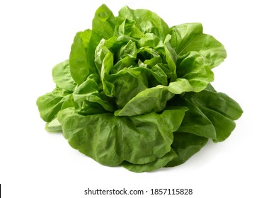 Fresh Butter Lettuce Isolated On White Background 