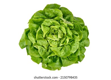 Fresh Butter Lettuce, Isolated On White Background.