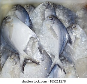 155 Indian butterfish Images, Stock Photos & Vectors | Shutterstock