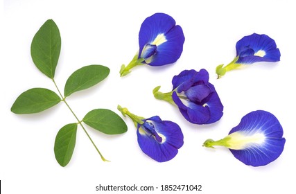 Fresh butterfly pea flower with green leaf isolated on white background, Bluebellvine , cordofan pea, clitoria ternatea isolated on white.