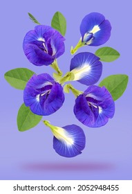 Fresh butterfly pea with green leaves falling in the air isolated on purple background, Bluebellvine , cordofan pea, flower on purple background With clipping path.