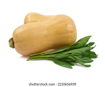 Fresh butternut squash with fresh sage leaves  isolated on a white background, Butternut Pumpkin isolated on white background. Healthy food concept. 